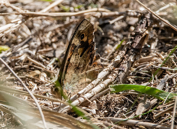 Wall brown