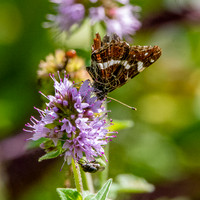 White admiral butterfly