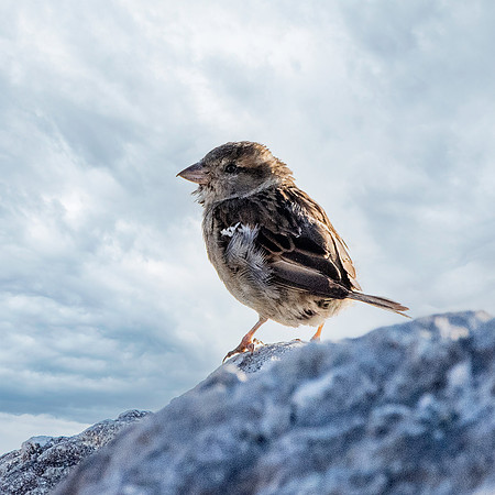 Corn bunting