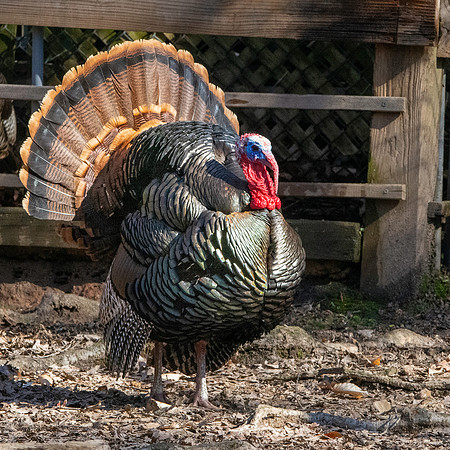 Wild turkey