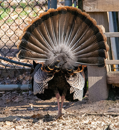Wild turkey