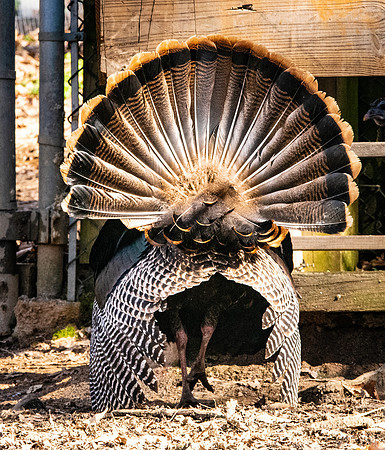 Wild turkey