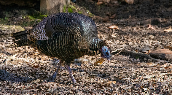 Wild turkey