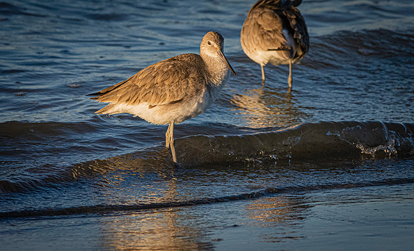 Willet