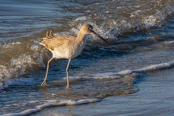 Willet