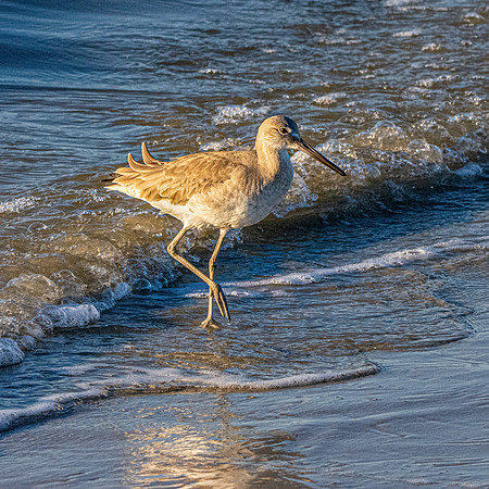 Willet