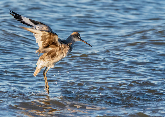 Willet