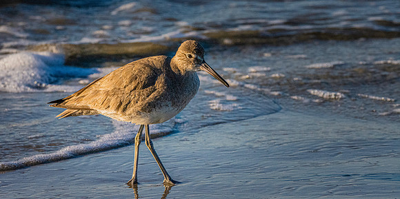 Willet