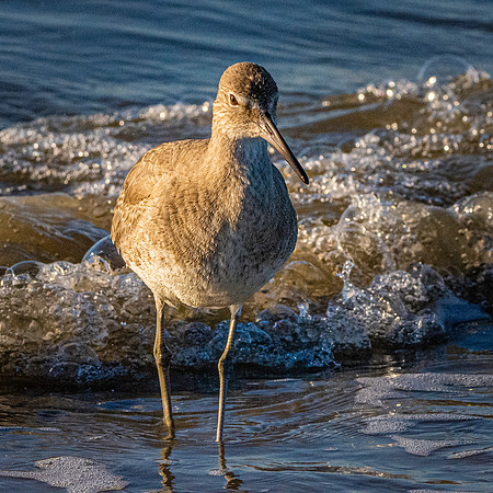 Willet