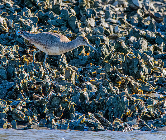 Willet