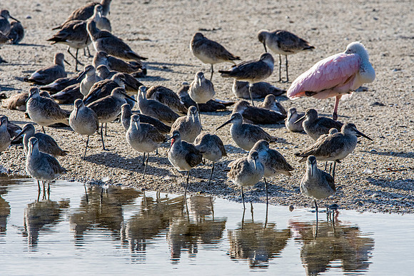Willet