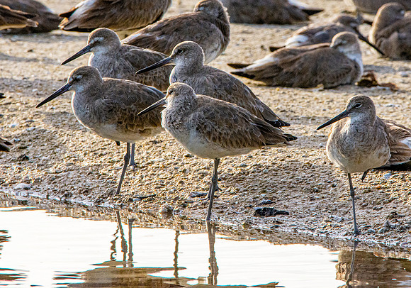 Willet