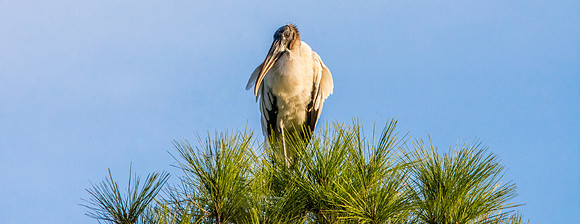 Wood stork