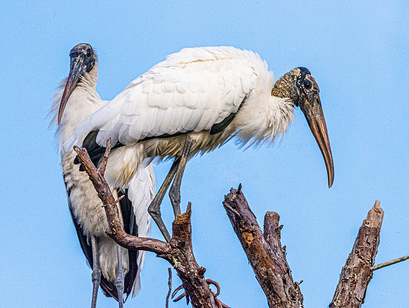 Wood stork