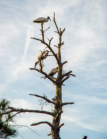 Wood stork