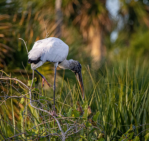 Wood stork