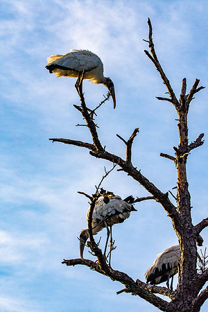 Wood stork