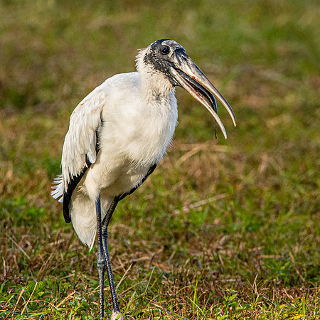Wood stork