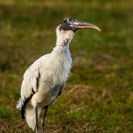 Wood stork