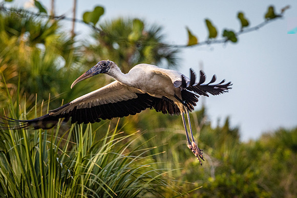 Wood stork