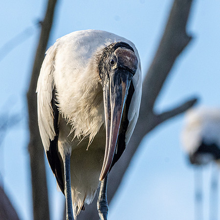 Wood stork
