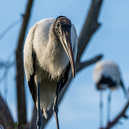 Wood stork
