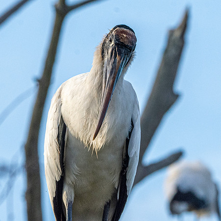 Wood stork