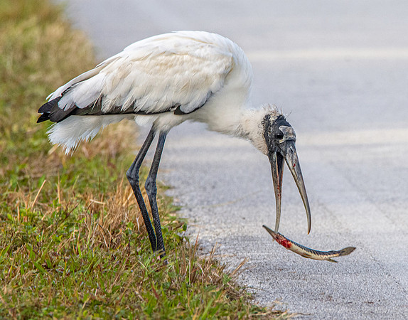 Wood stork
