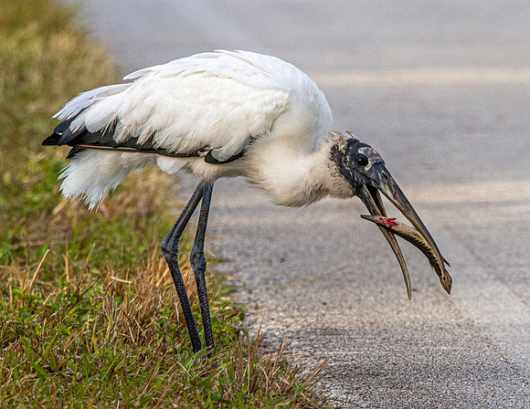 Wood stork