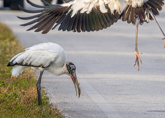 Wood stork