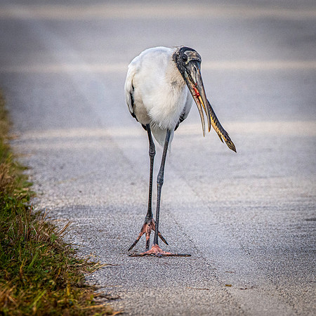 Wood stork