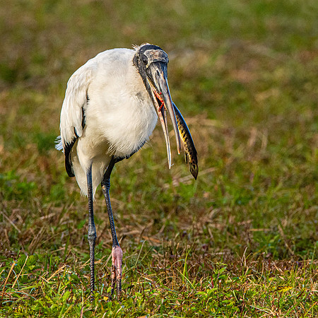 Wood stork