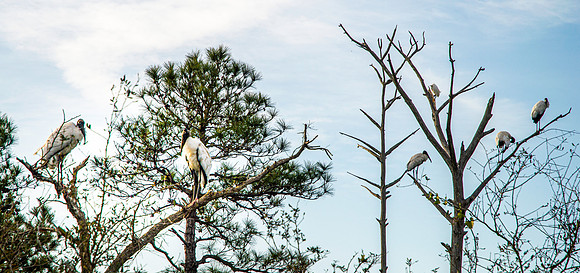 Wood stork