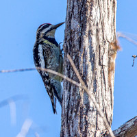 Yellow bellied sapsucker