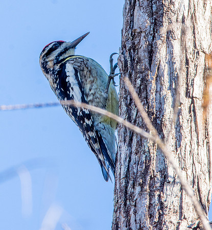 Yellow bellied sapsucker
