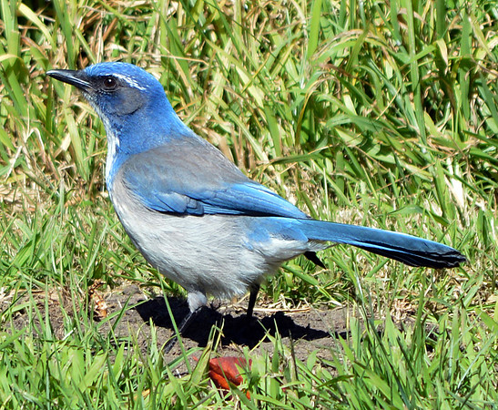 Woodhouse's scrub jay