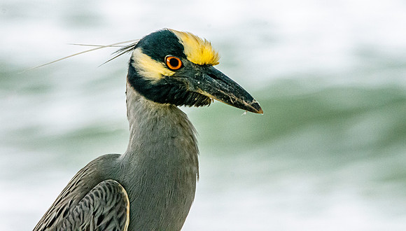 Yellow crowned night heron
