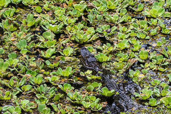 American alligator