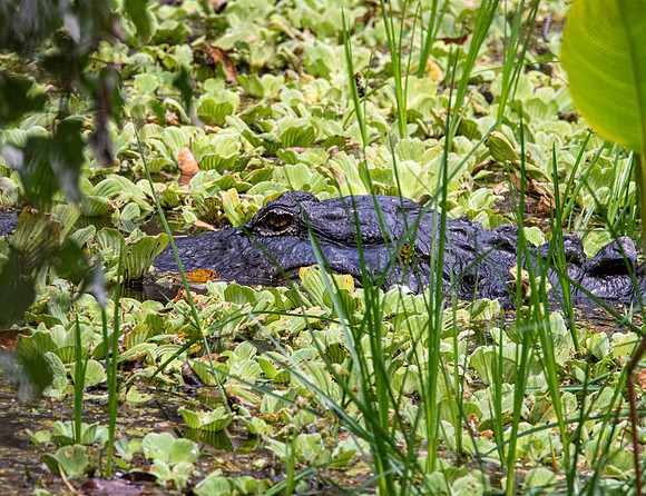 American alligator