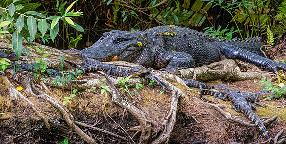 American alligator