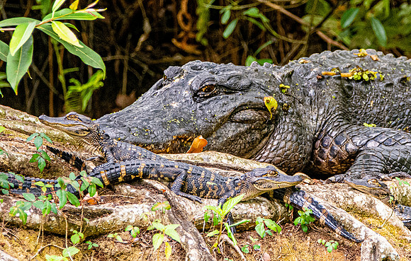 American alligator