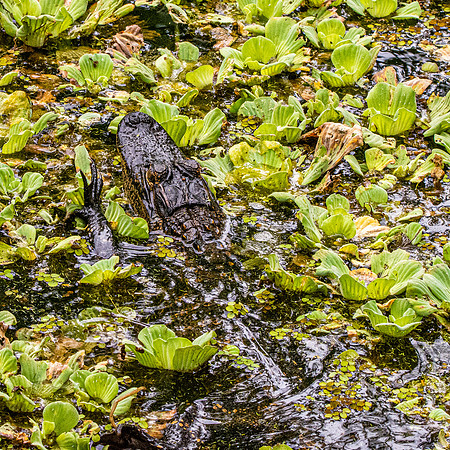 American alligator
