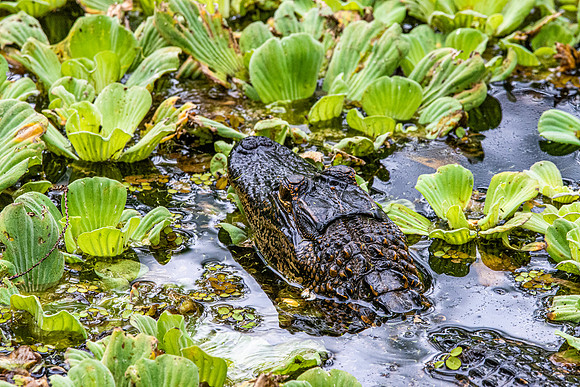 American alligator