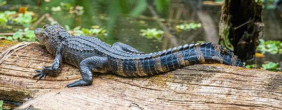 American alligator