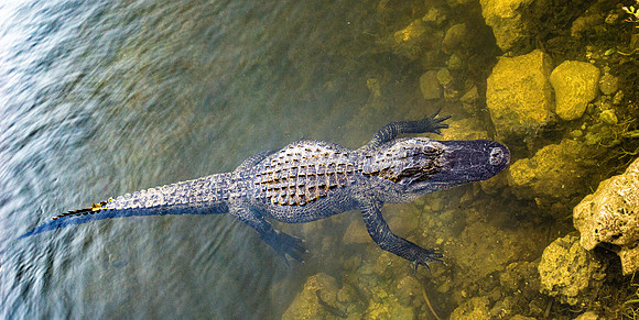 American alligator