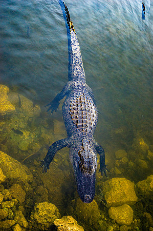 American alligator