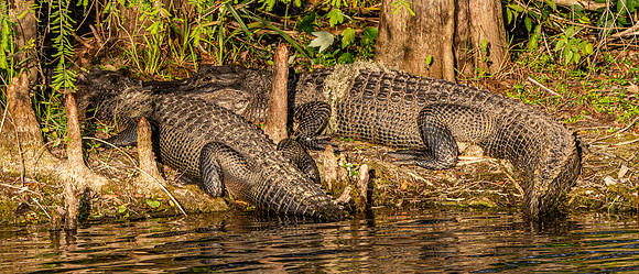 American alligator