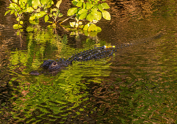 American alligator