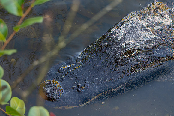 American alligator
