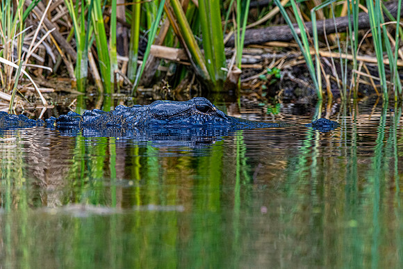 American alligator